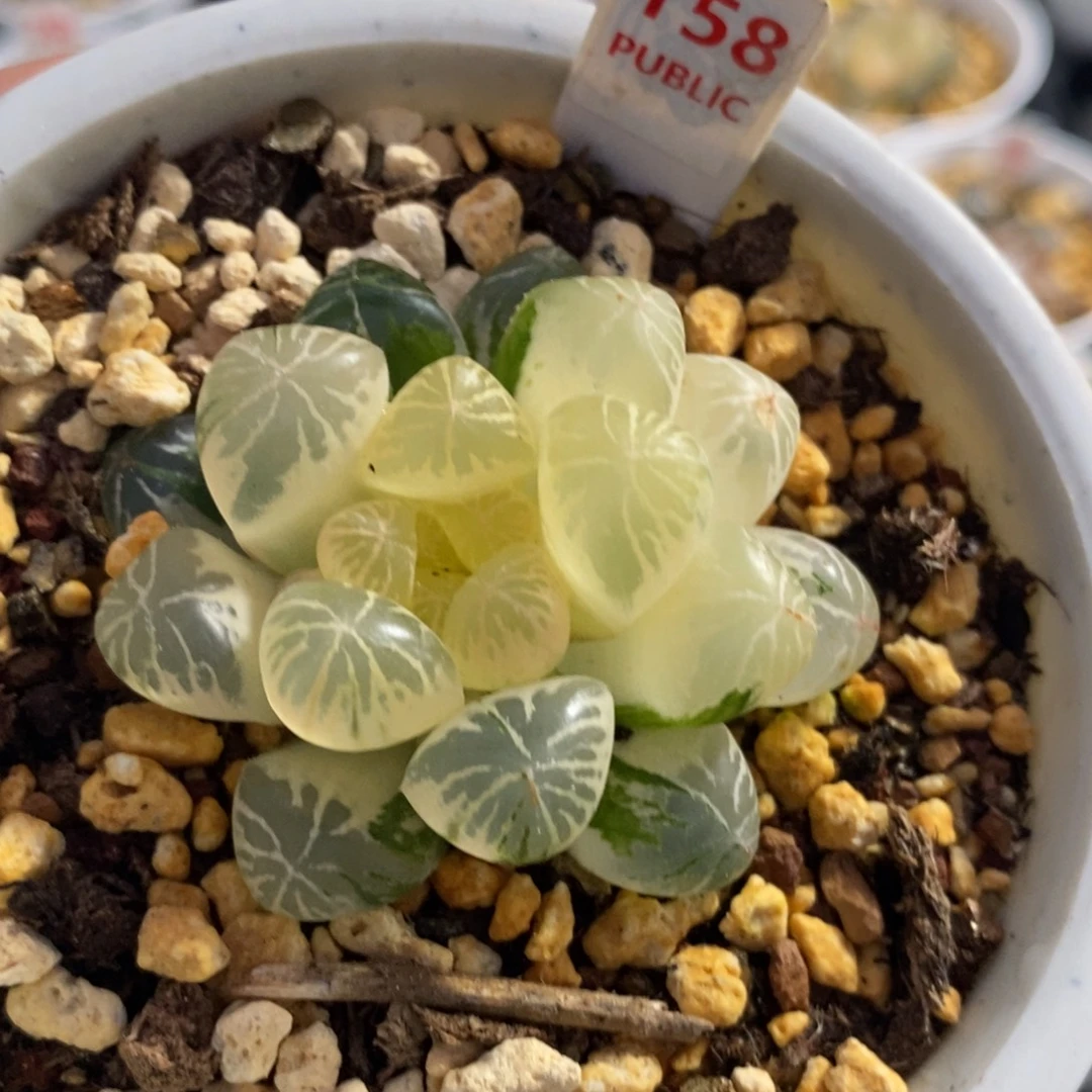 158玉露十二卷多肉