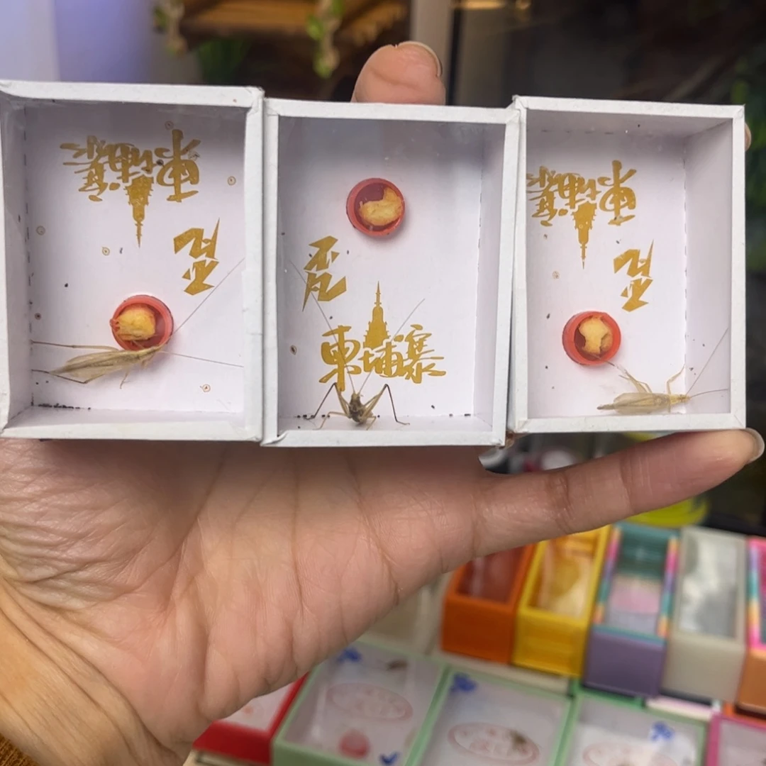 柬埔寨竹蛉3只中长须拍拍拍拍