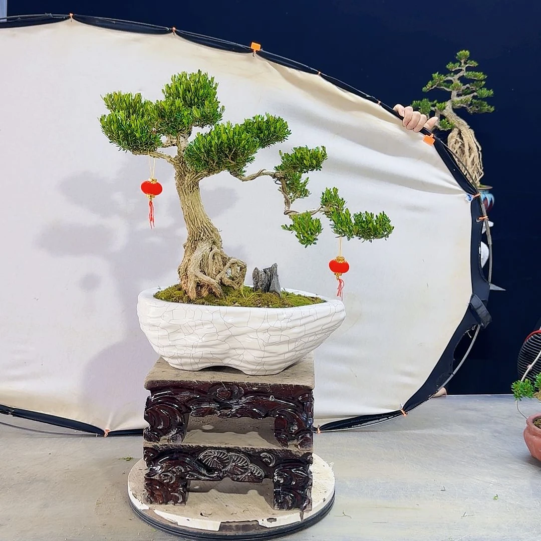 高端皱皮黄杨盆景