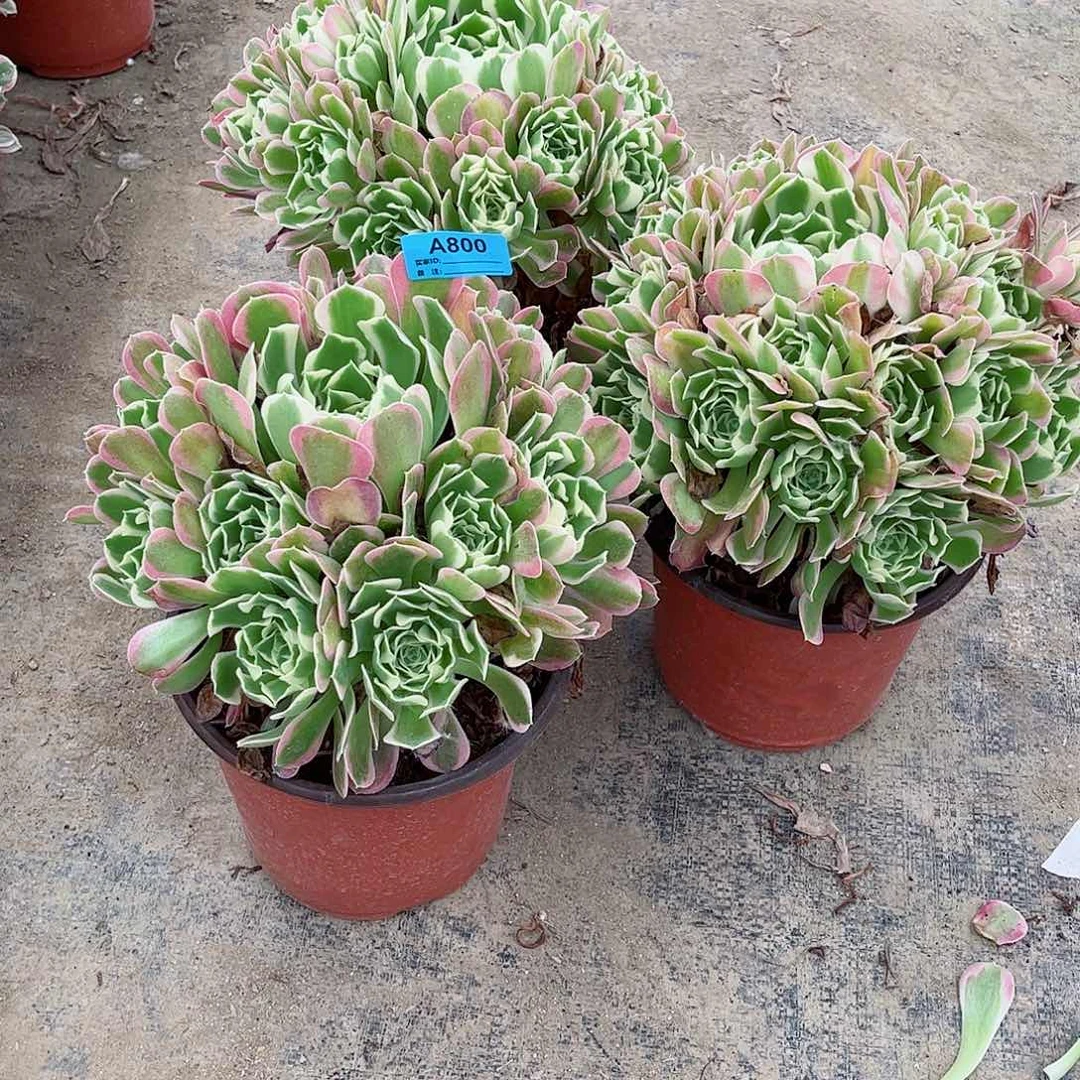 玲*多肉植物组合800