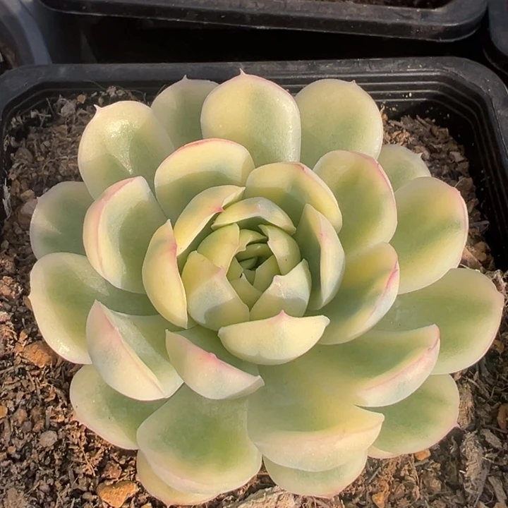 草莓冰锦一物一拍锦龙