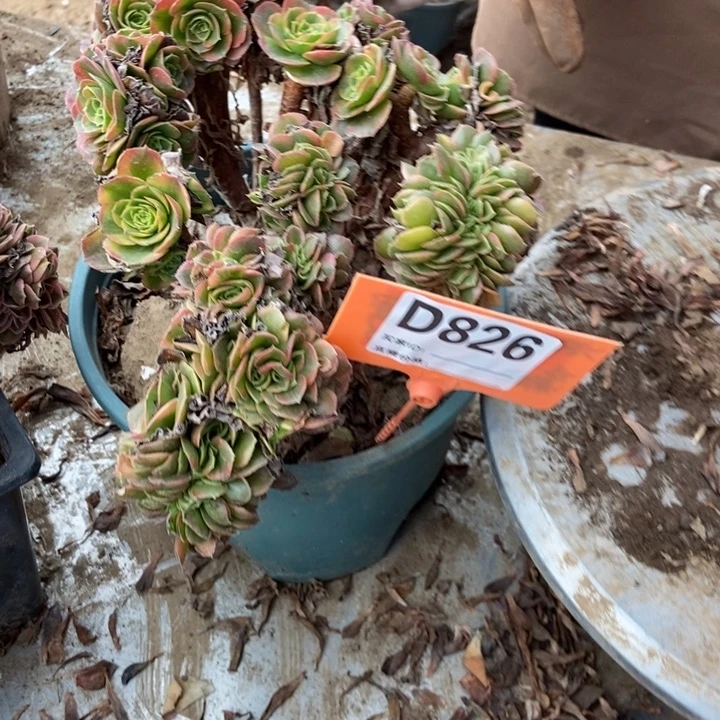 雷***子D826奶白奶白奶白奶白