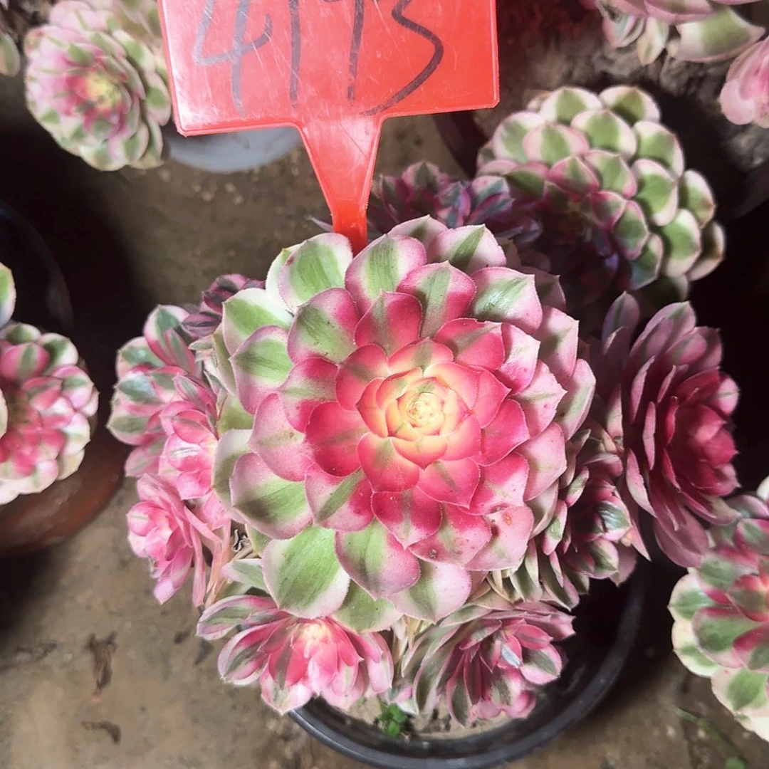 4173倾城多肉法师