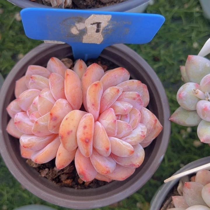 健健康康平平安安