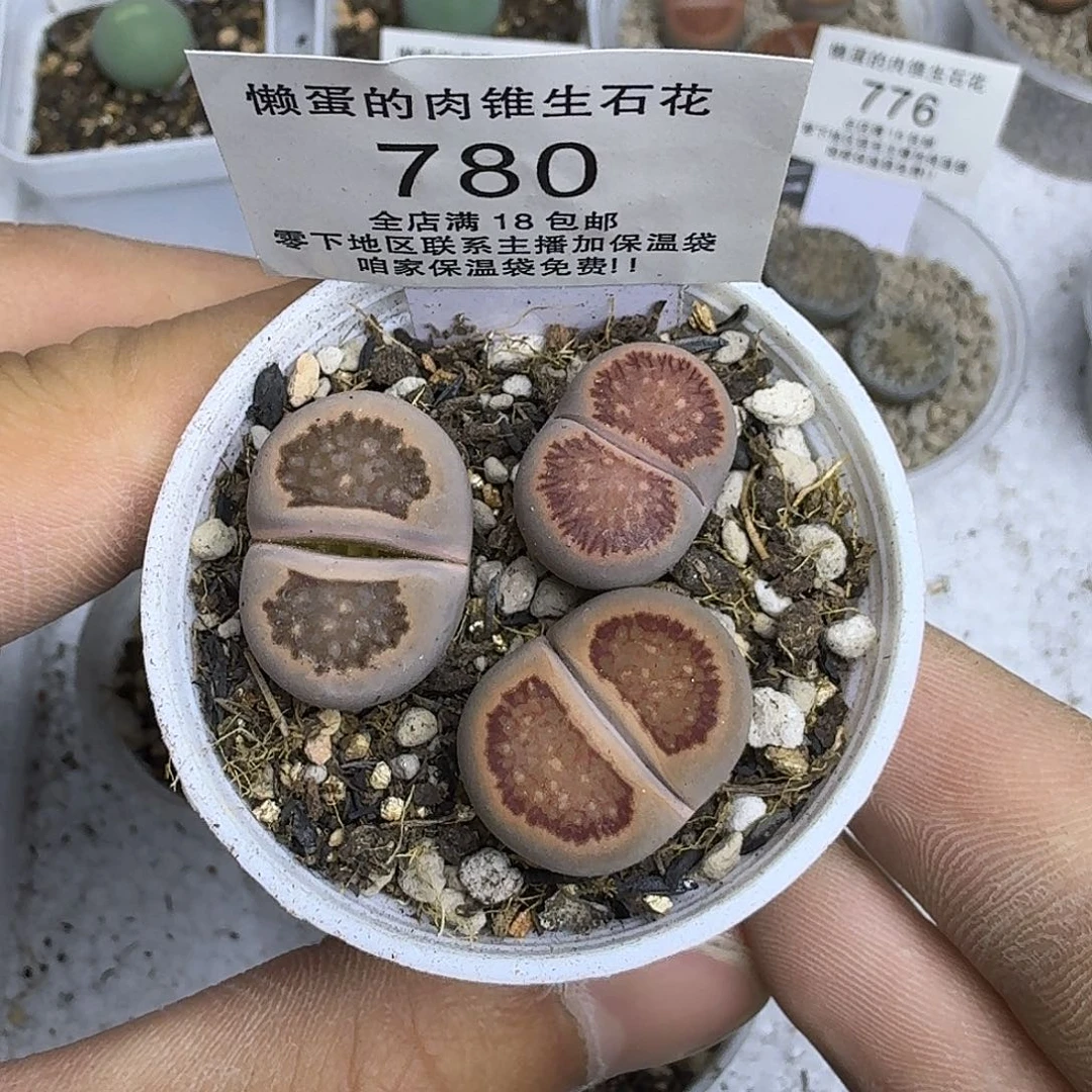780盆口5公分满18包邮
