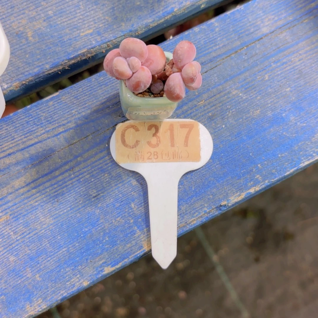 C317粉兔女郎一物一拍