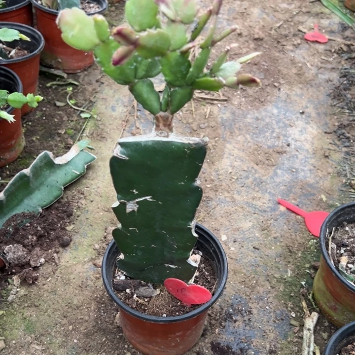 小***呀当前无花栽培后可以开花048  18