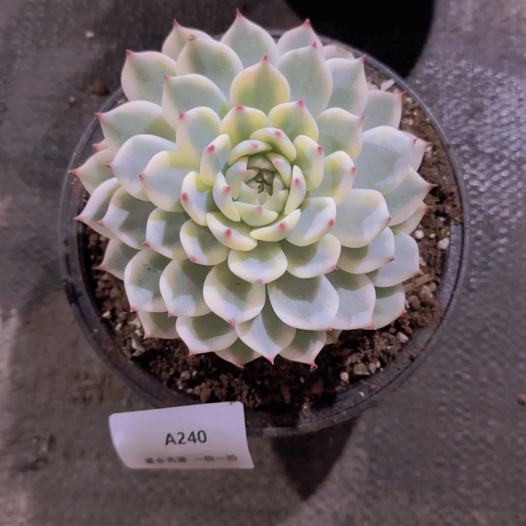 成***长A240吉娃娃锦