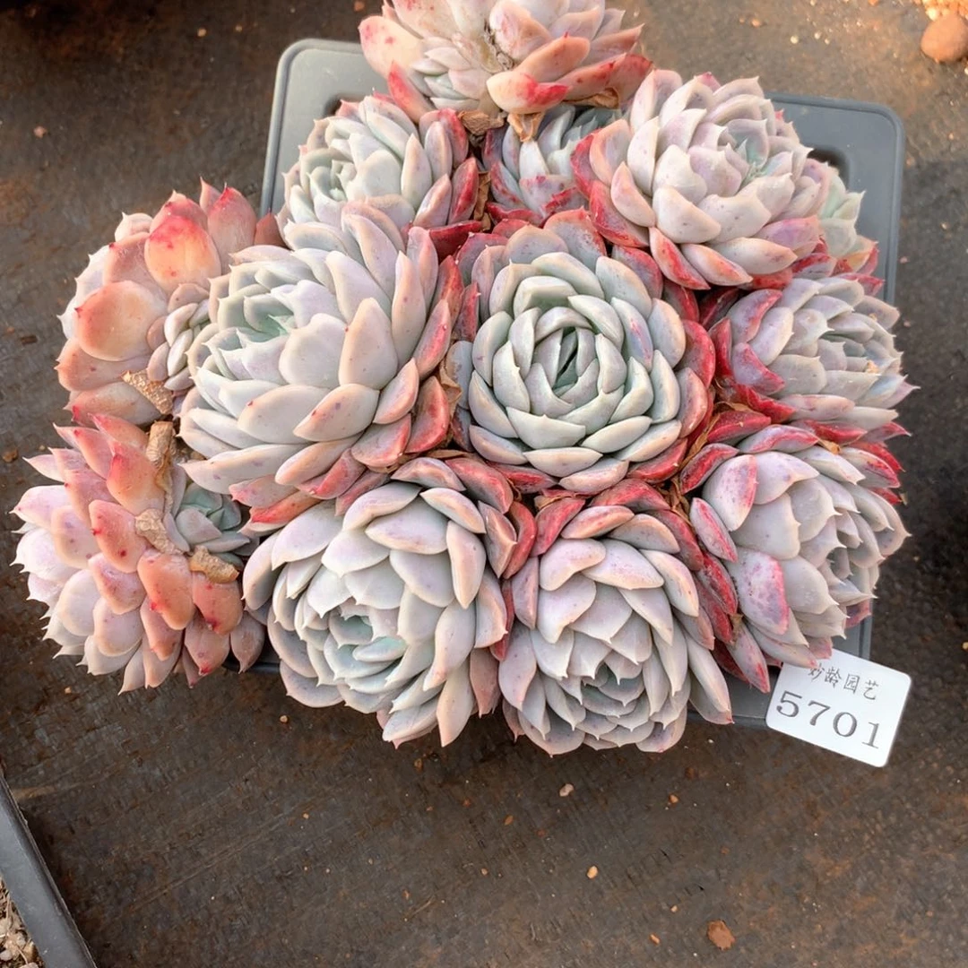 尘*5701瑕疵不售后特价