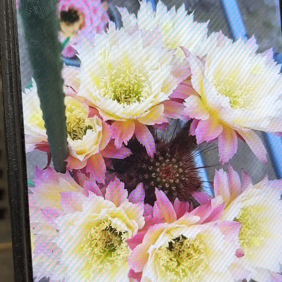 126毛侧牙20包邮仙人球34