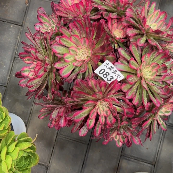 用****娜红铜超白锦丛林083肉寄养