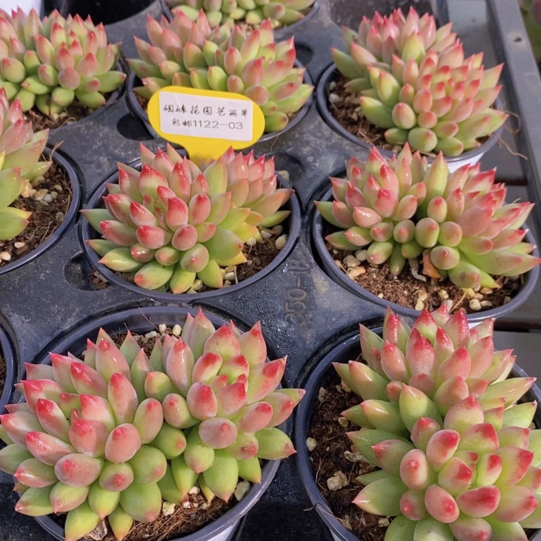 1122-03-P精品母本岩字（二代虞美人）双头一个