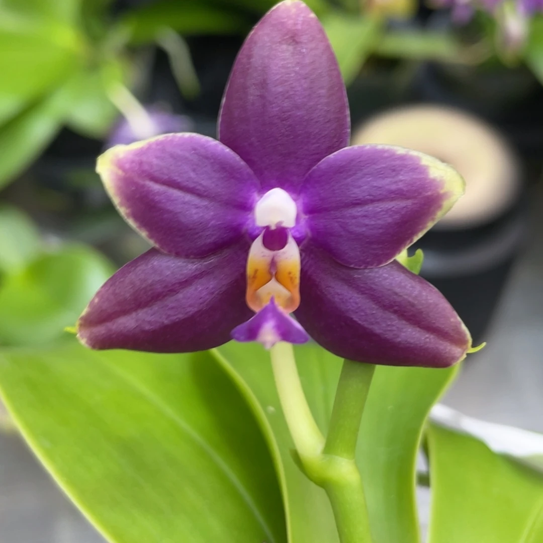 大部分花苞少量开放