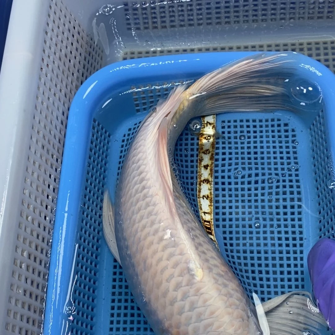 锦鲤冷水锦鲤包邮