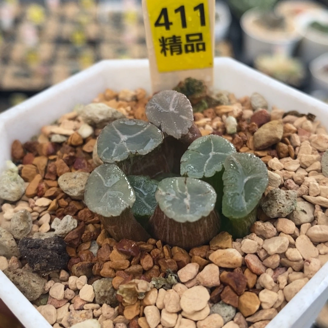 不开花植物411万象锦