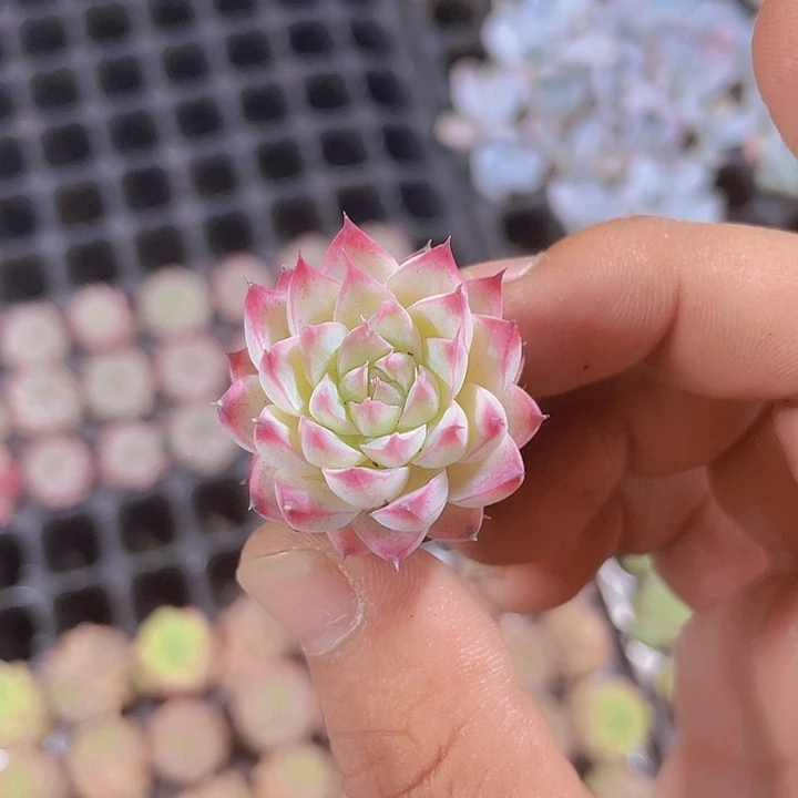 梦瑶精品多肉量拍