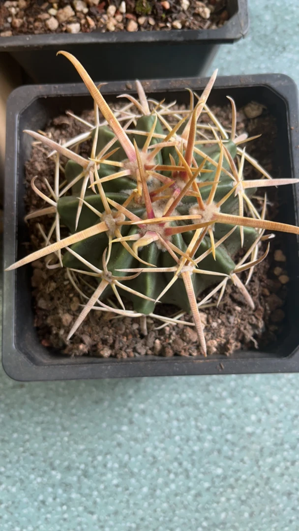 剑刺王凌波，实生仙人球，直径8厘米，脱土裸根发货