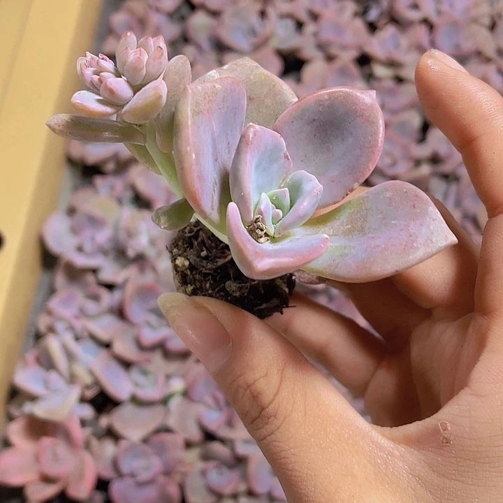 67精品彩虹2颗一组