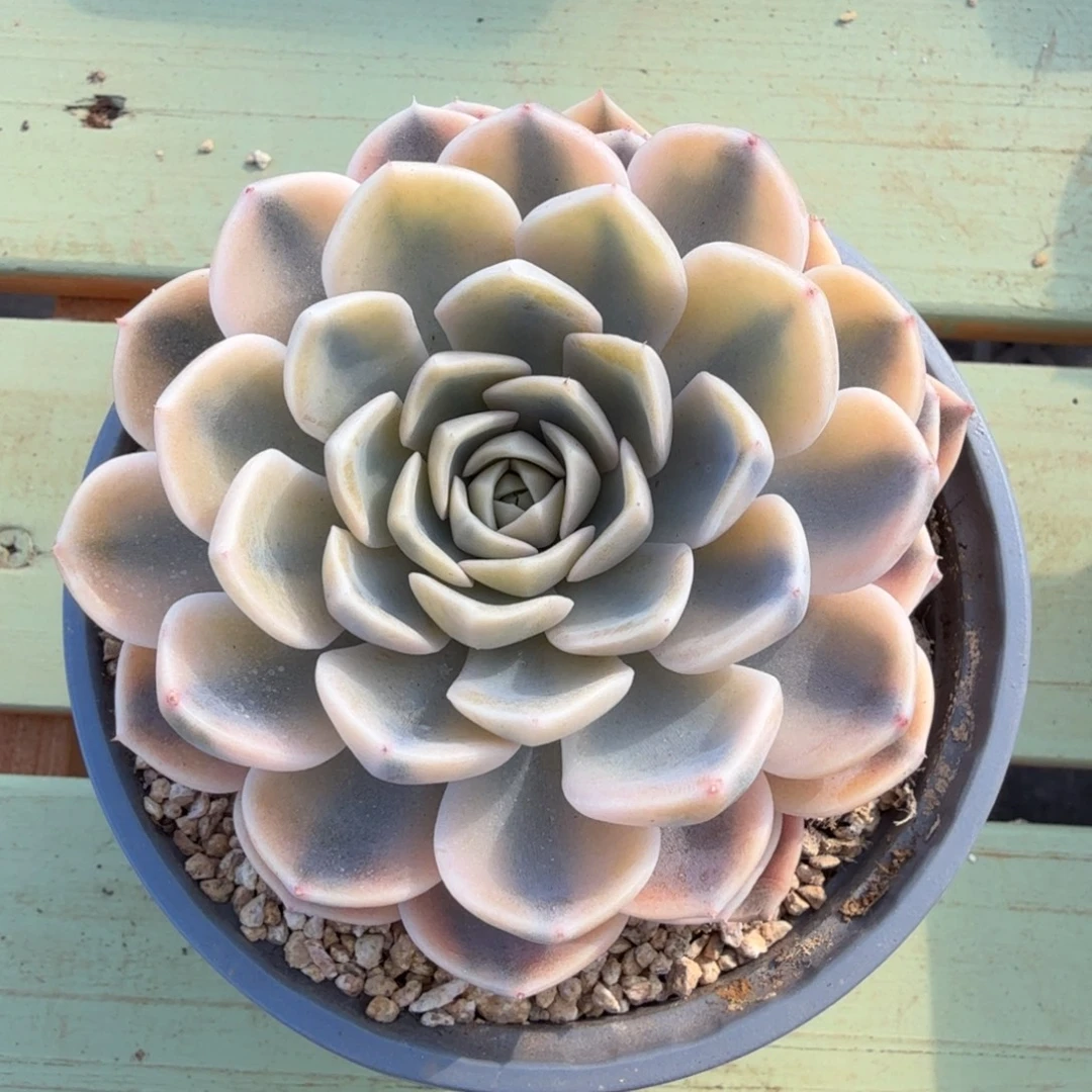 折***园汉堡锦锦上园艺一物一拍