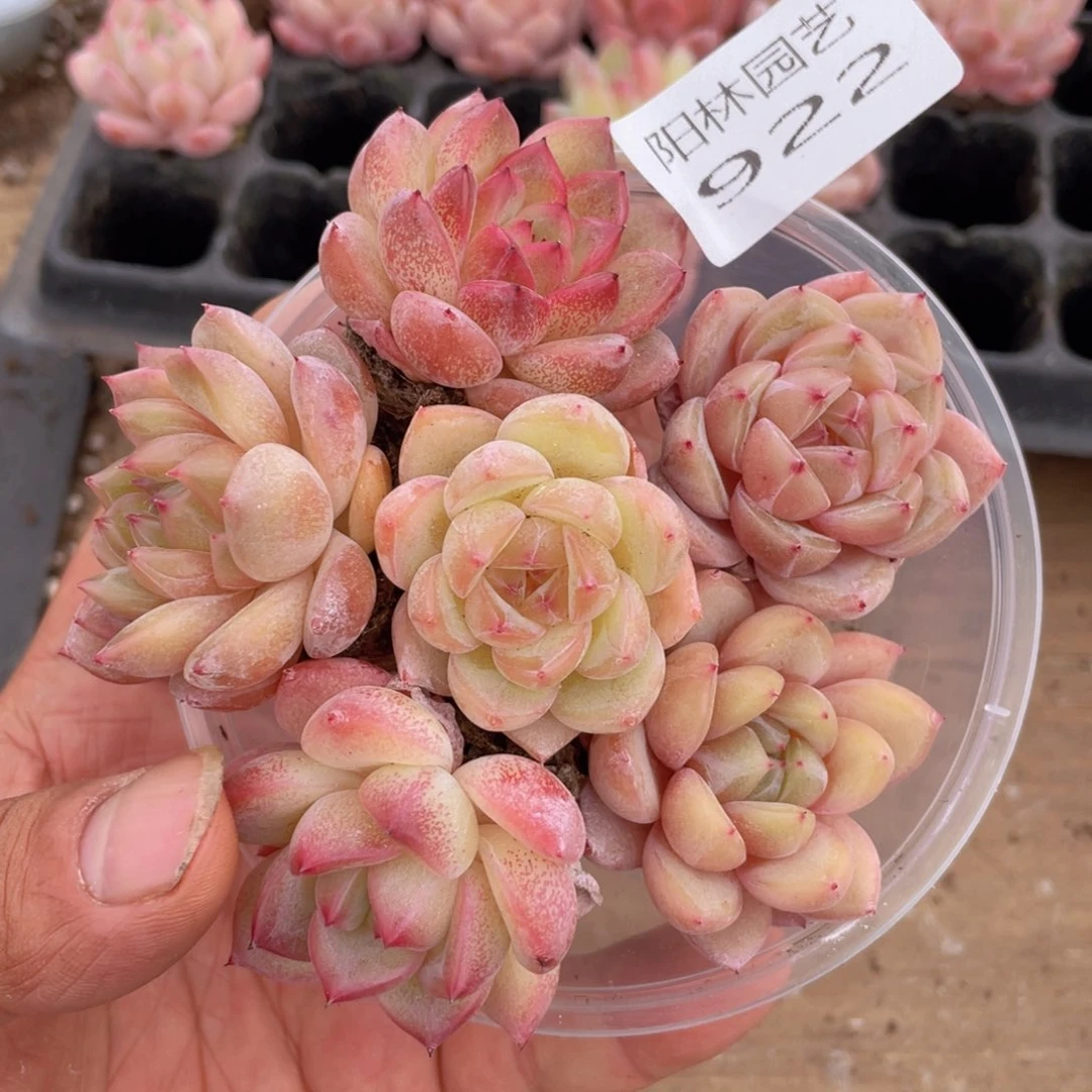 量拍多肉植物多肉植物922
