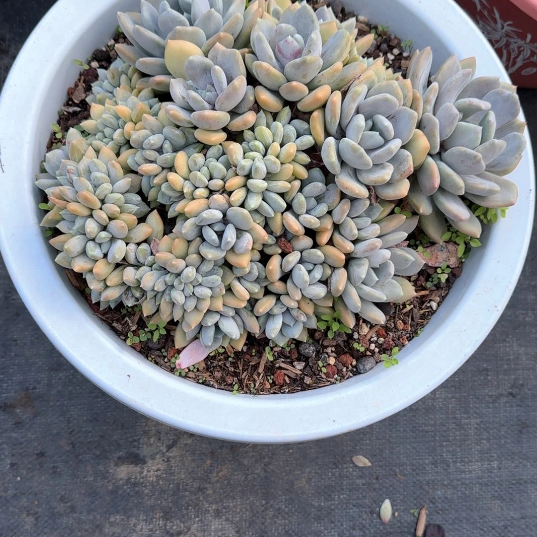 多肉植物多肉植物