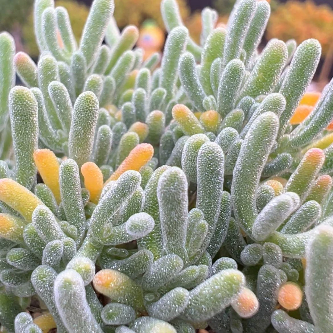 【闪购商品】dy6373冰霜杂冠幅5cm