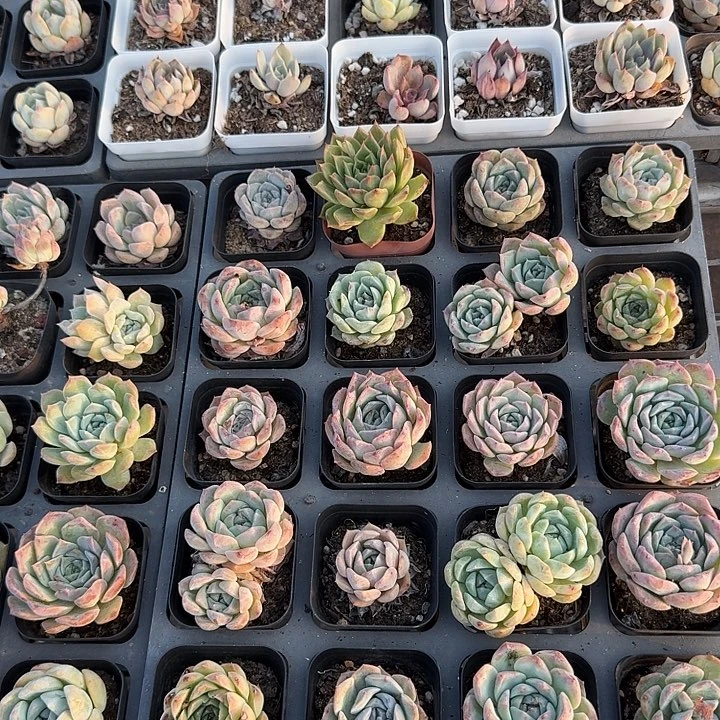 凌***海多肉植物一物一拍