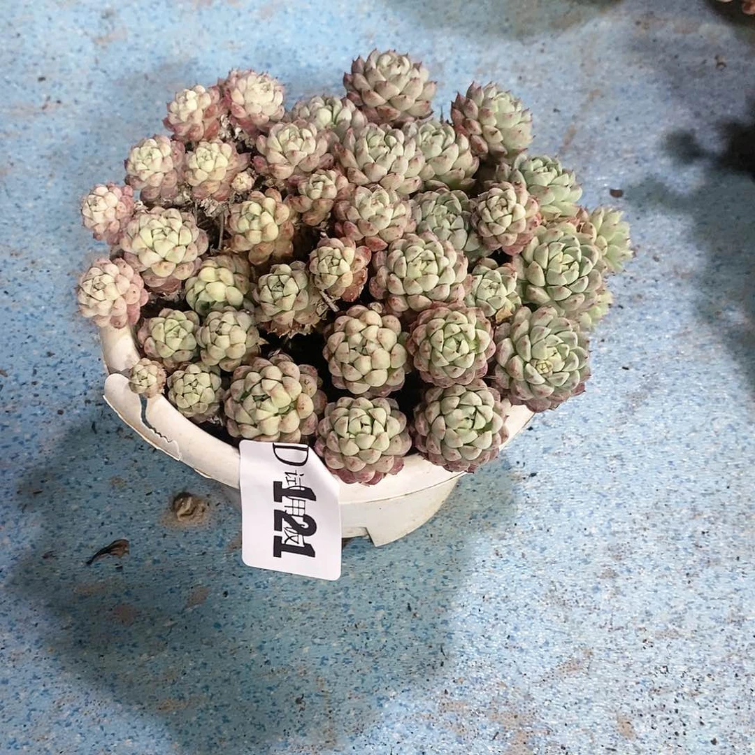 妞*妞121羊脂球多肉