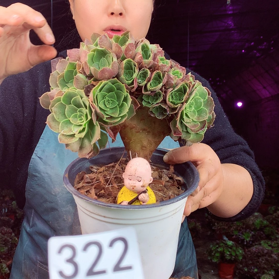 柒柒精品多肉脱土发货布包断侧枝322