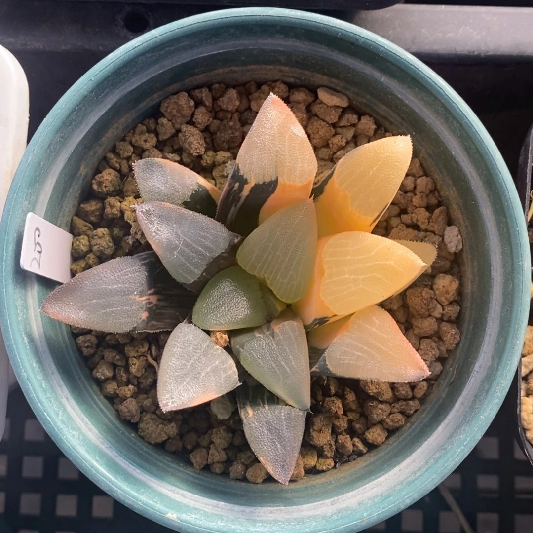 一颗实生大克锦。