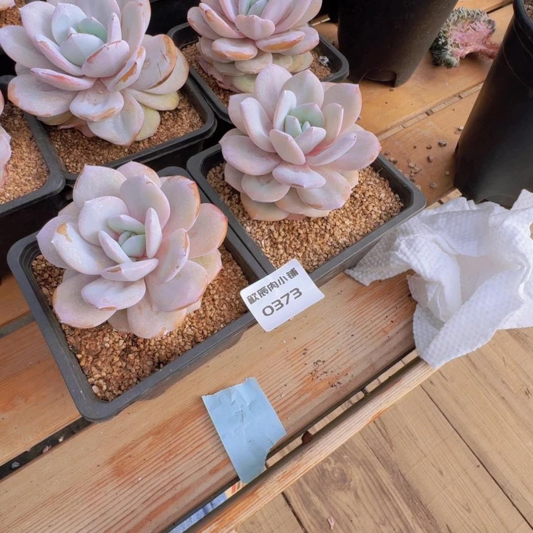 悦***️多肉植物奶茶单头两颗0373