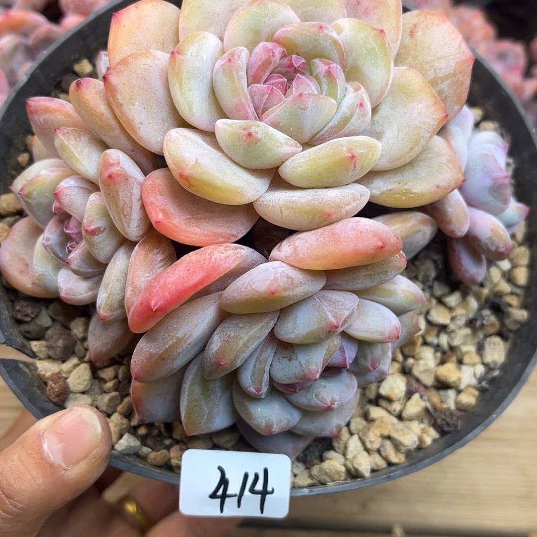 黄底紫心414/13cm5头