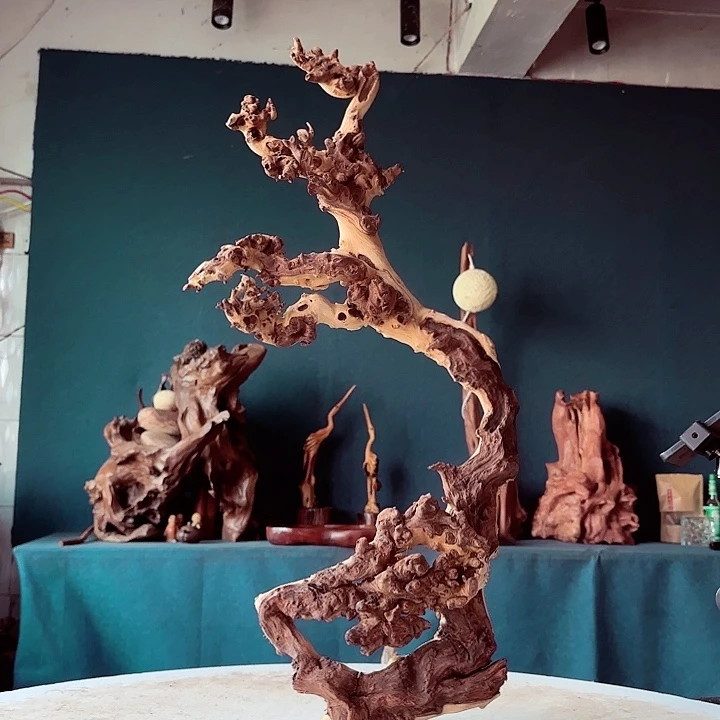 黑果木石*草622金丝红木羊蹄甲半成品