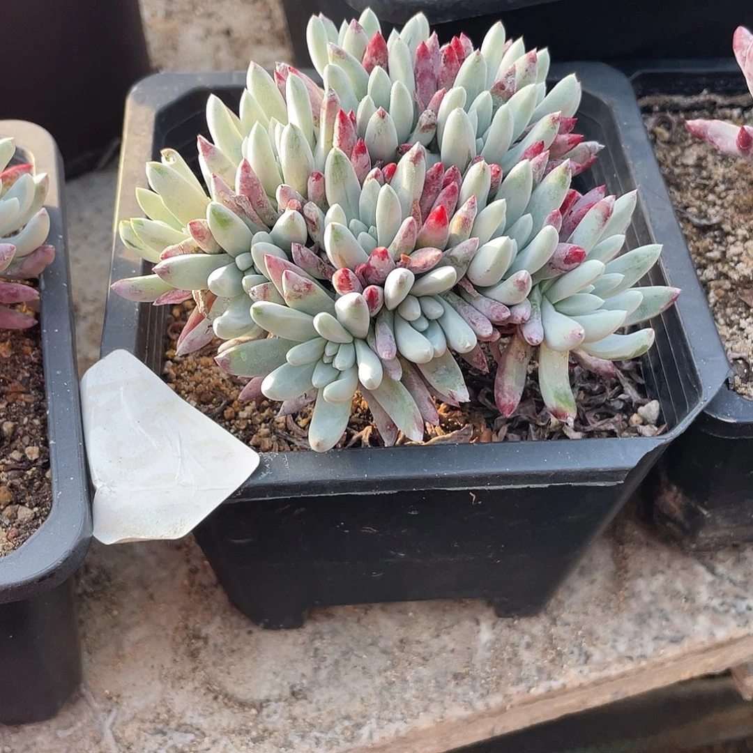 晨溪园艺仙女杯呀