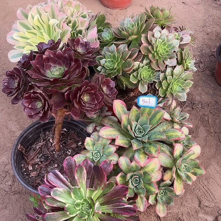 503多肉植物组合瑕疵特价，