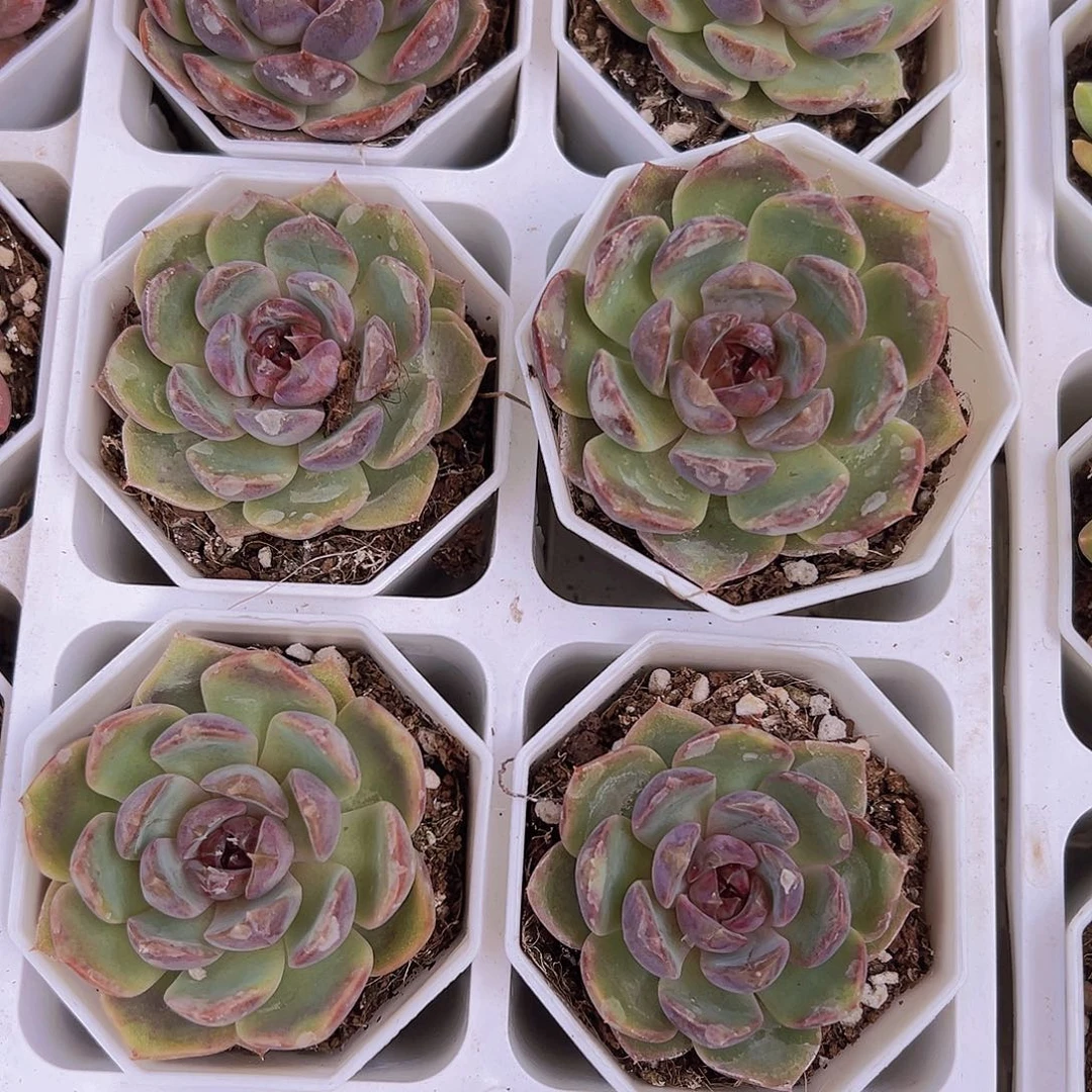 蓝莓植物9.9包油多肉