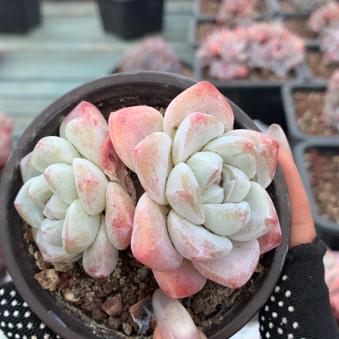 62号冰玉哈哈哈哈哈哈哈