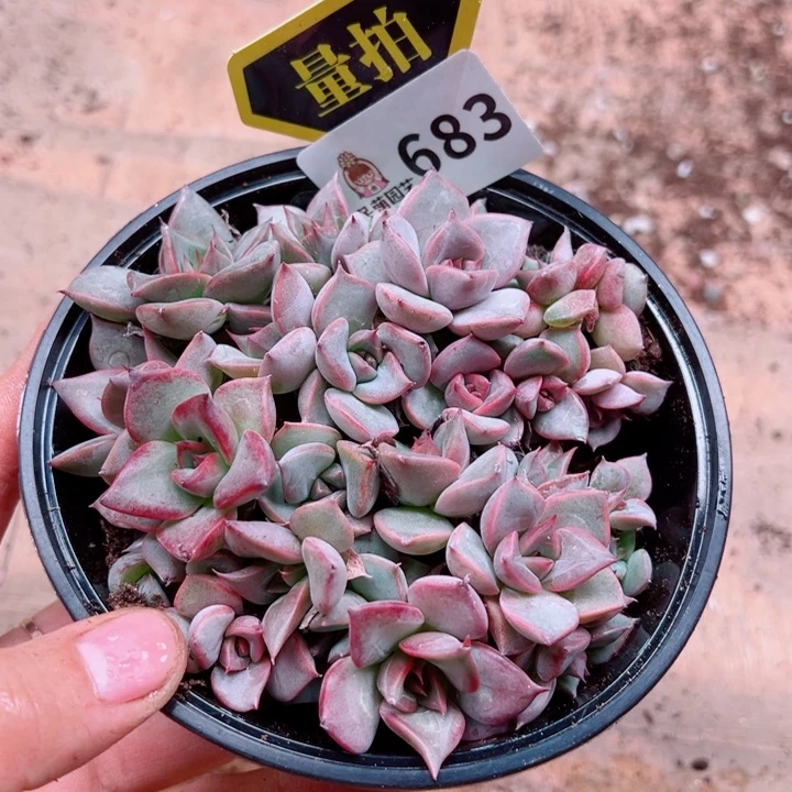 多肉植物多肉植物