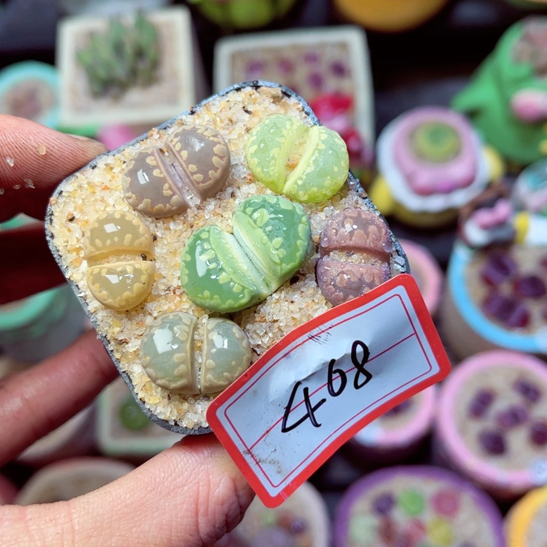 468生石花带盆发