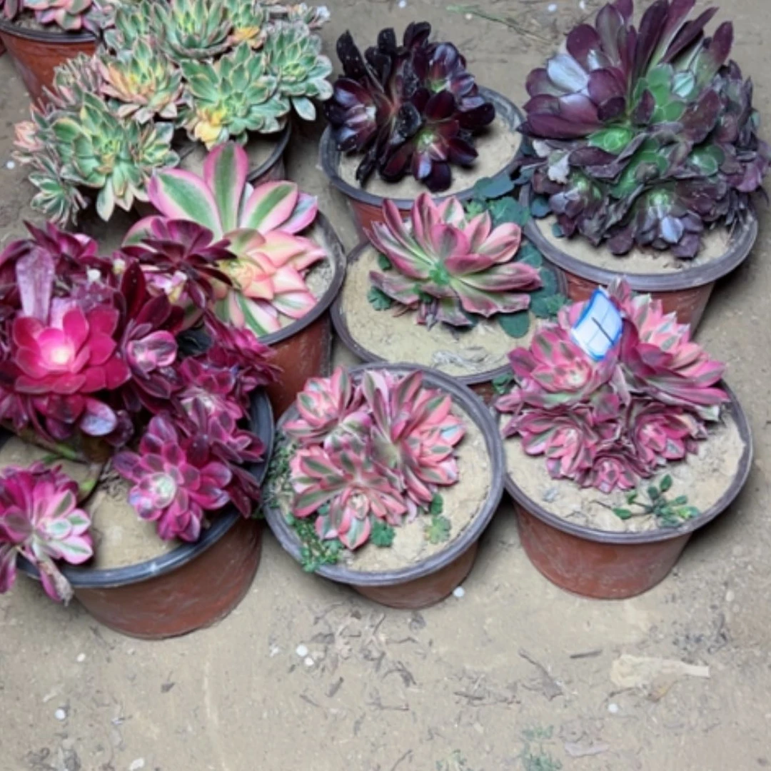 【闪购商品】多肉植物砍过不售后1