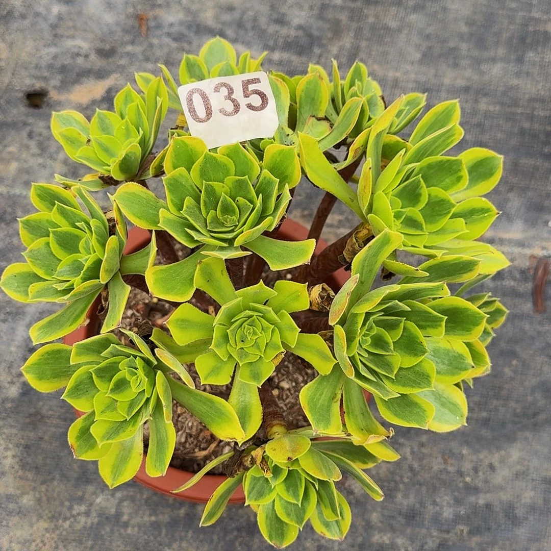 035清梦丛林福利价