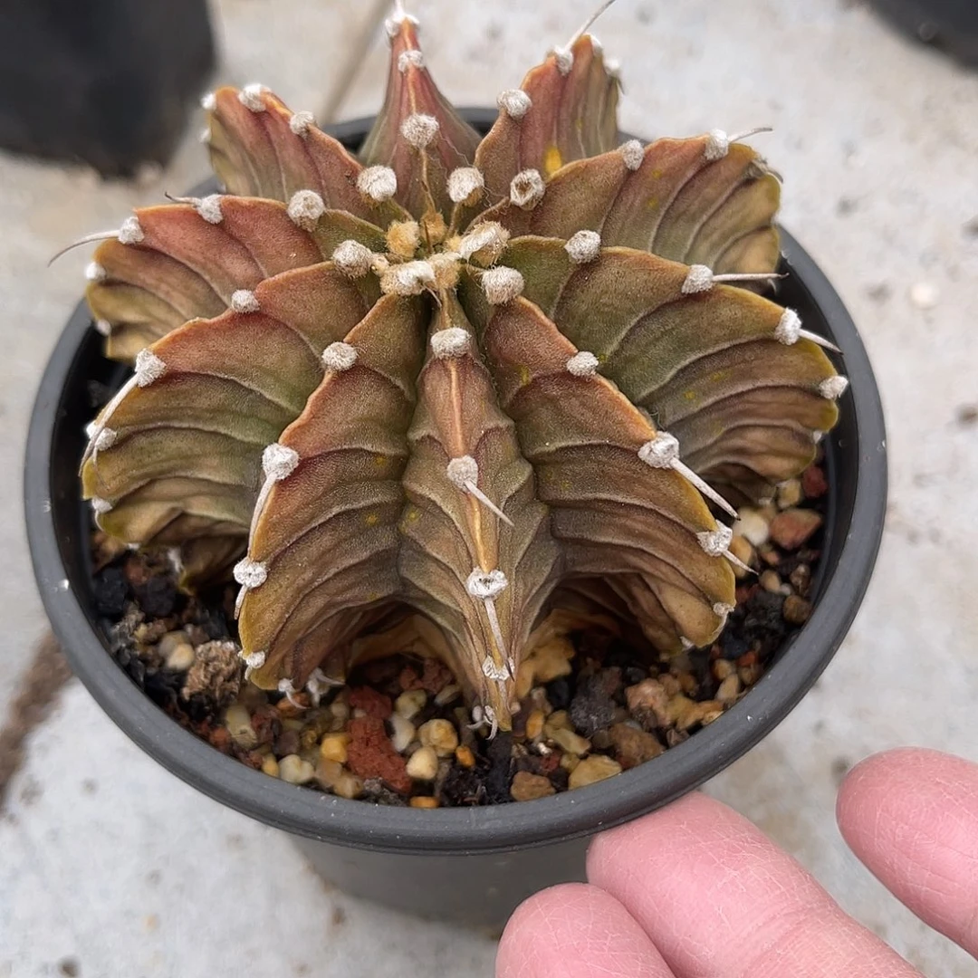 肋骨牡丹一物一拍下单包邮