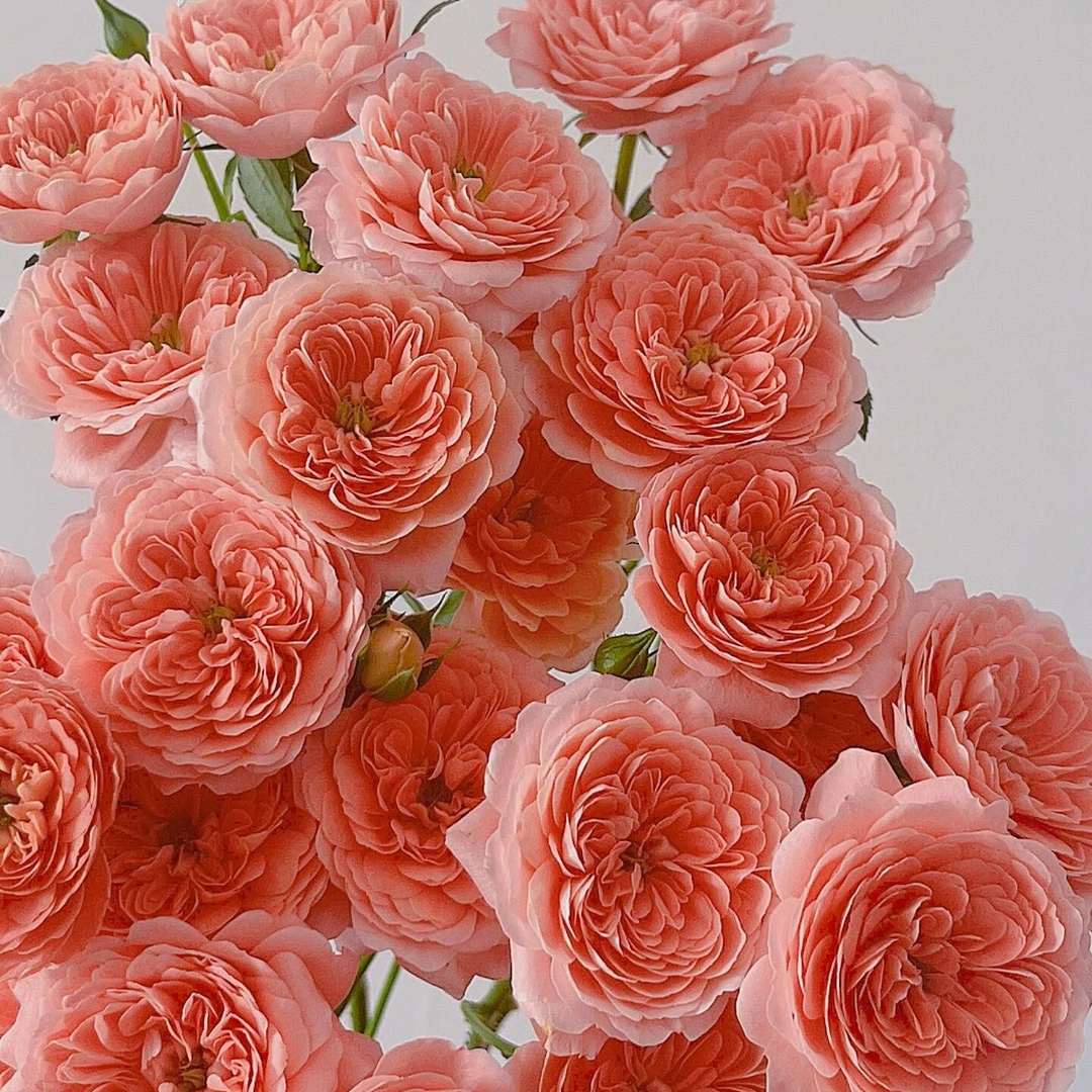 【杏色果汁多头玫瑰】辽宁地区今天拍明天到，任意2单花花顺丰包邮