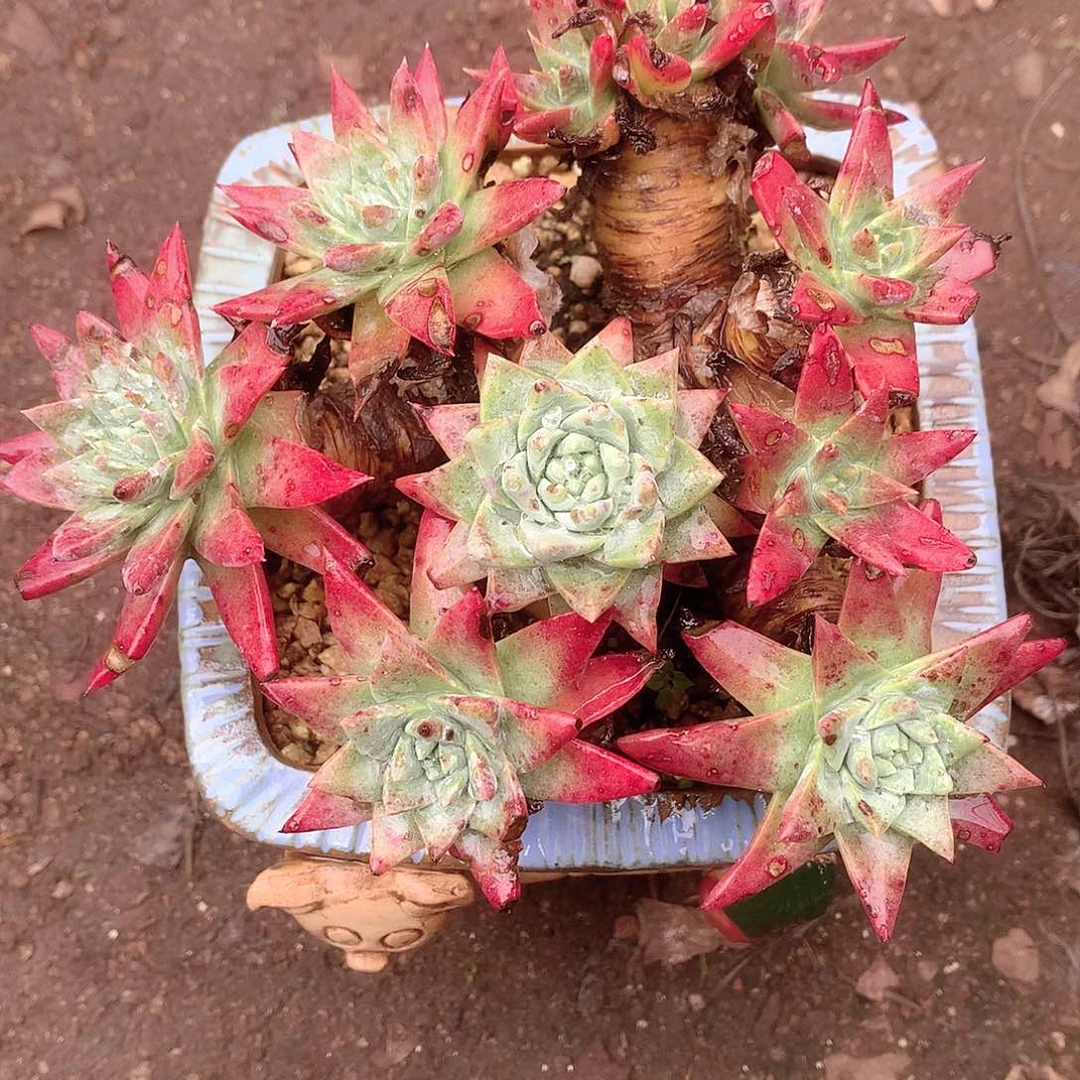 烟***花459白雪仙女杯多肉