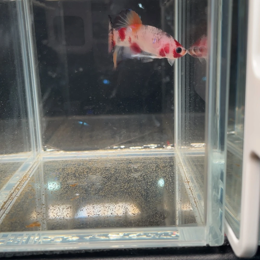 斗鱼12.14  koi将军 057