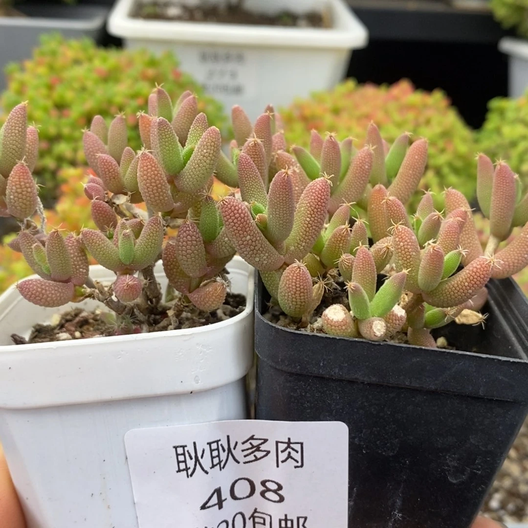 408号优选玉米多肉