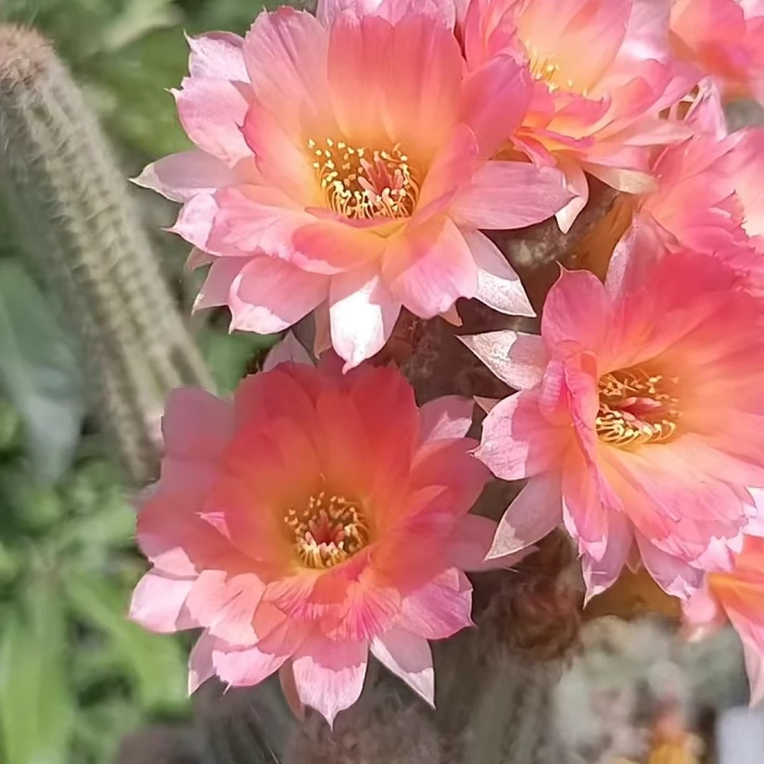 维罗纳   自生根  进口 杂交白檀 1年苗 盆栽 阳台