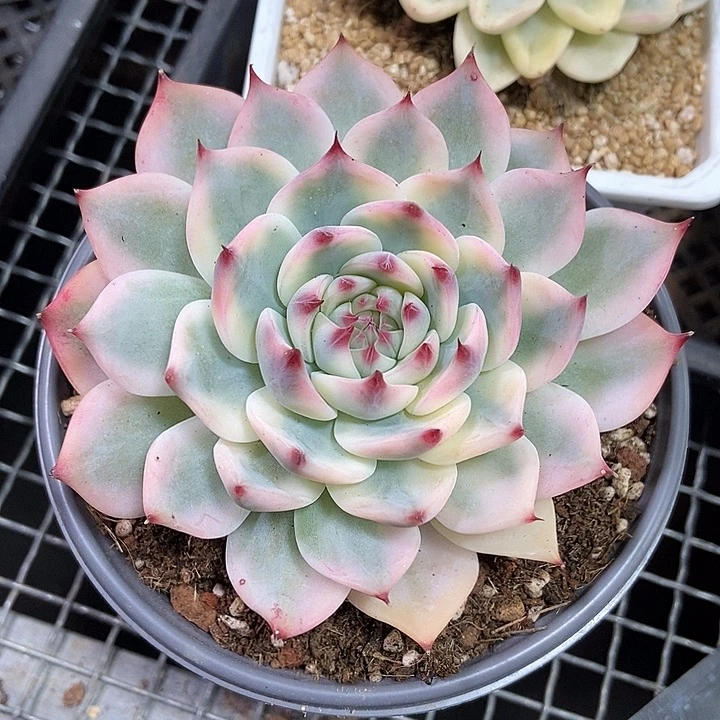 吉娃娃锦多肉植物