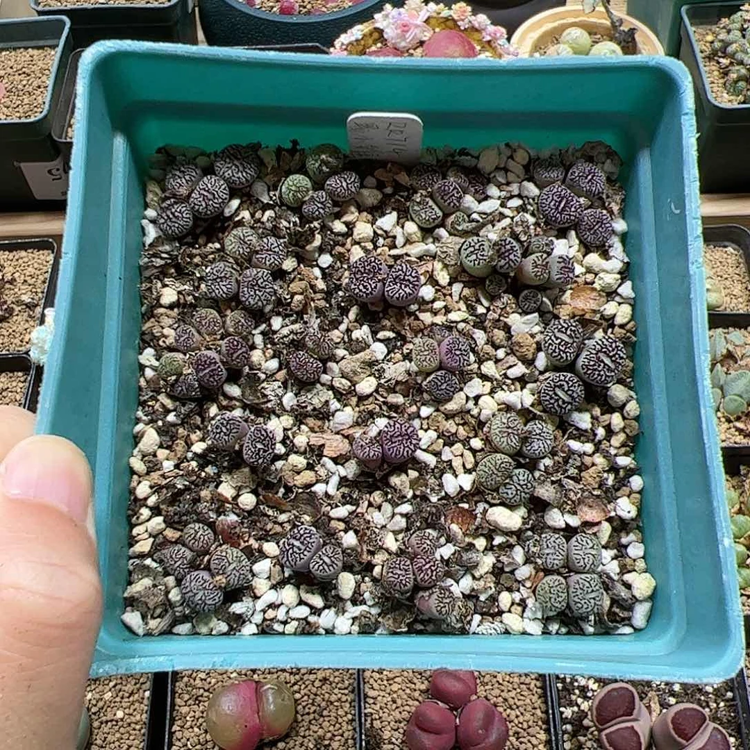 【闪购商品】343 超墨