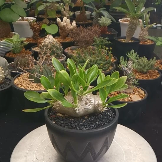 惠比须笑 一物一拍